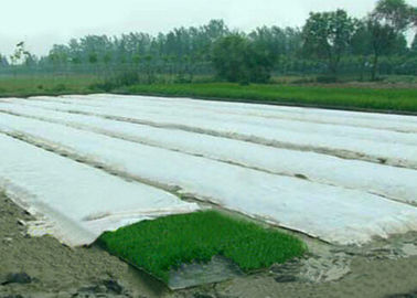 Ткань крышки земледелия Spunbond Non сплетенная, ткани PP ландшафта для зеленого дома